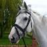 Bridle Choices â€“ Pros and Cons